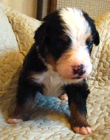 Jango Boy (bébé bleu)
