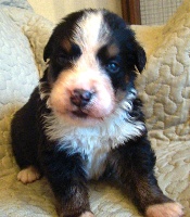 Juke (bébé gris)